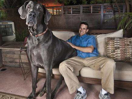 Cel mai mare câine din lume (FOTO)